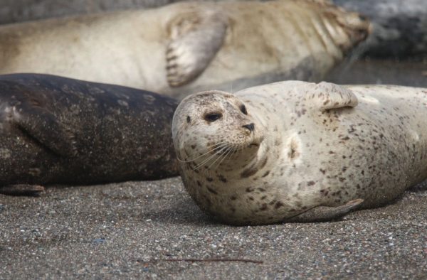 A harbor seal on the Sonoma Coast