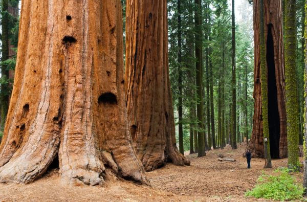 Redwood forest near Duncans Mills