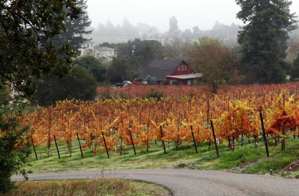 Sonoma County wine country